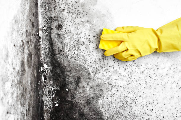 Best Mold Remediation Services  in La Center, WA