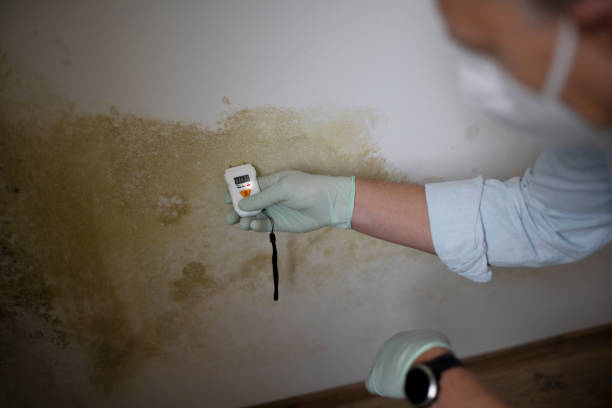 Best Mold Remediation  in La Center, WA