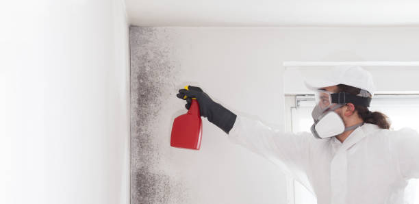 Best Commercial Mold Removal  in La Center, WA