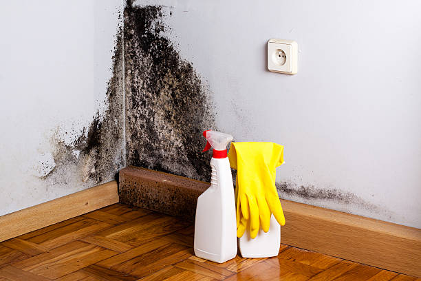 Best Certified Mold Removal  in La Center, WA