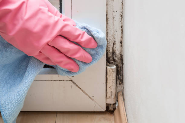 Best Best Mold Removal Companies  in La Center, WA